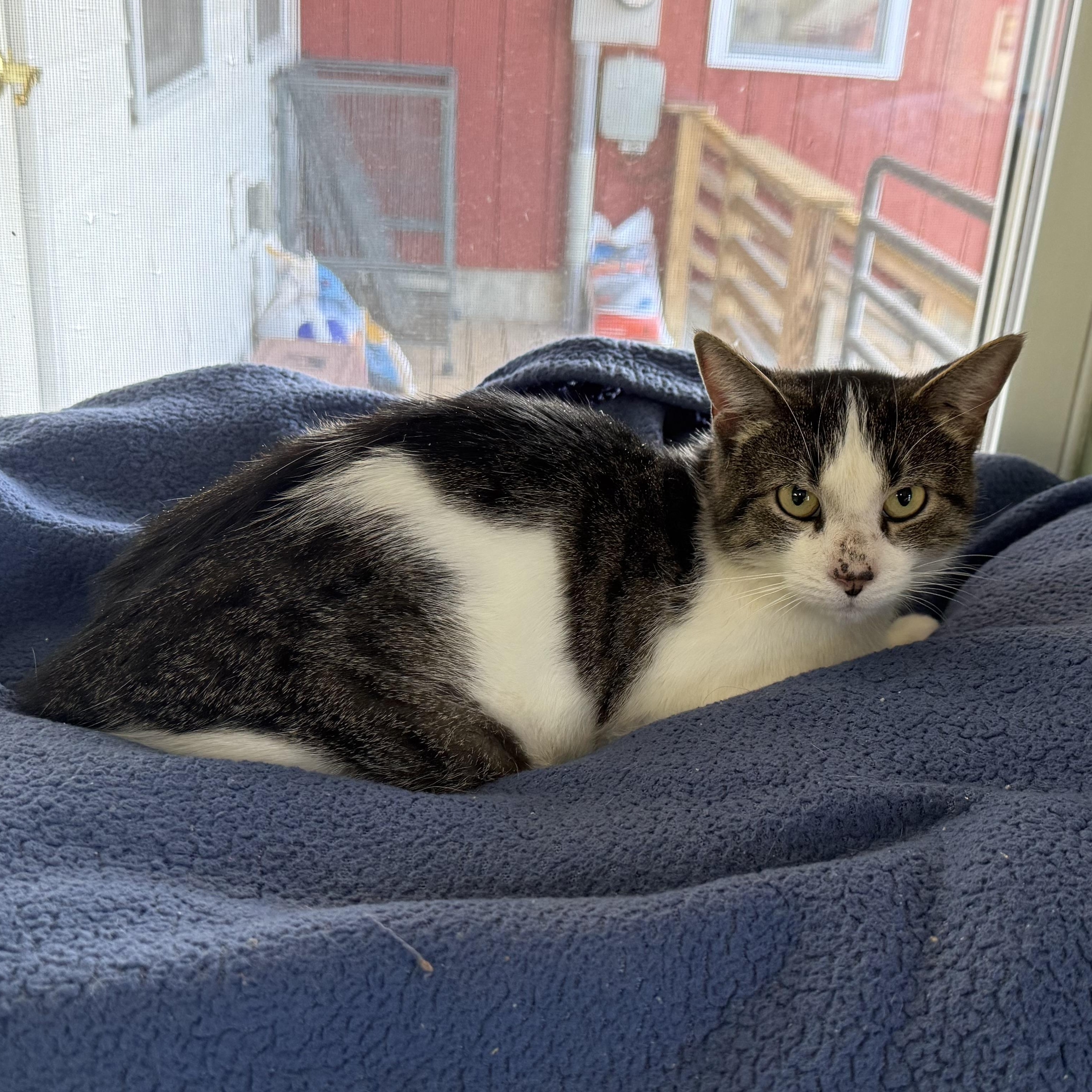 Ingela, a Adoptable Domestic Short Hair in Springfield, VT image 6/6