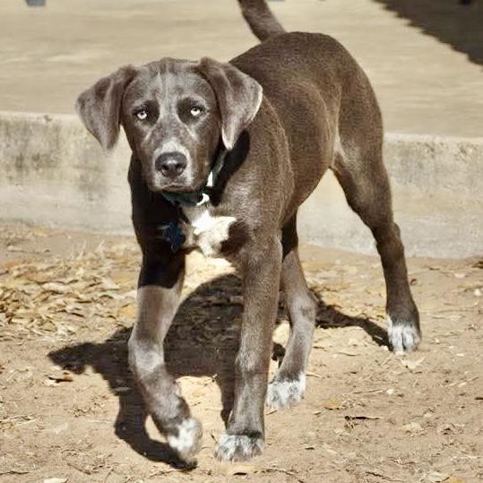Enlarge Lacey, a Adoptable mixed breed in DeWitt, NY image 4/6