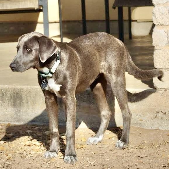 Enlarge Lacey, a Adoptable mixed breed in DeWitt, NY image 6/6