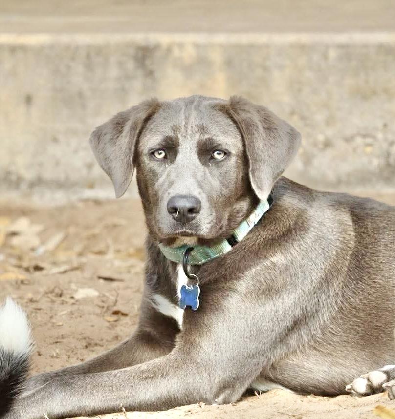 Lacey, Adoptable, Puppy Female Labrador Retriever & Cattle Dog.
