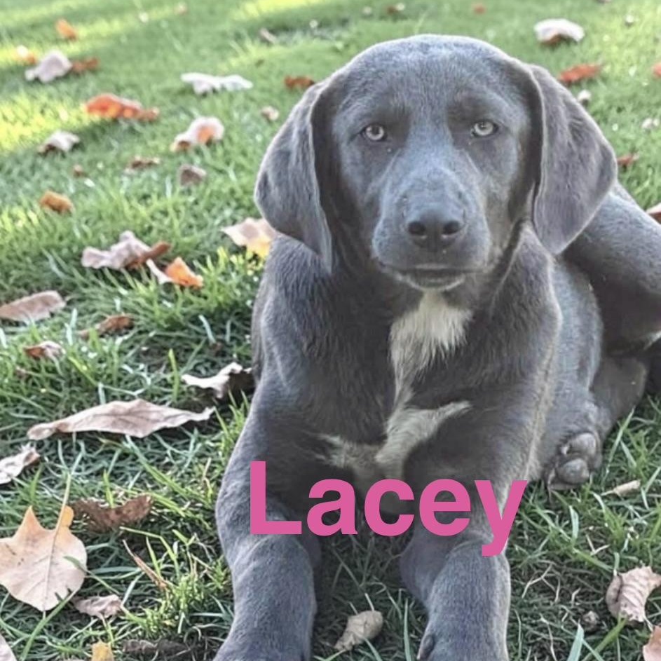 Enlarge Lacey, a Adoptable mixed breed in DeWitt, NY image 5/6