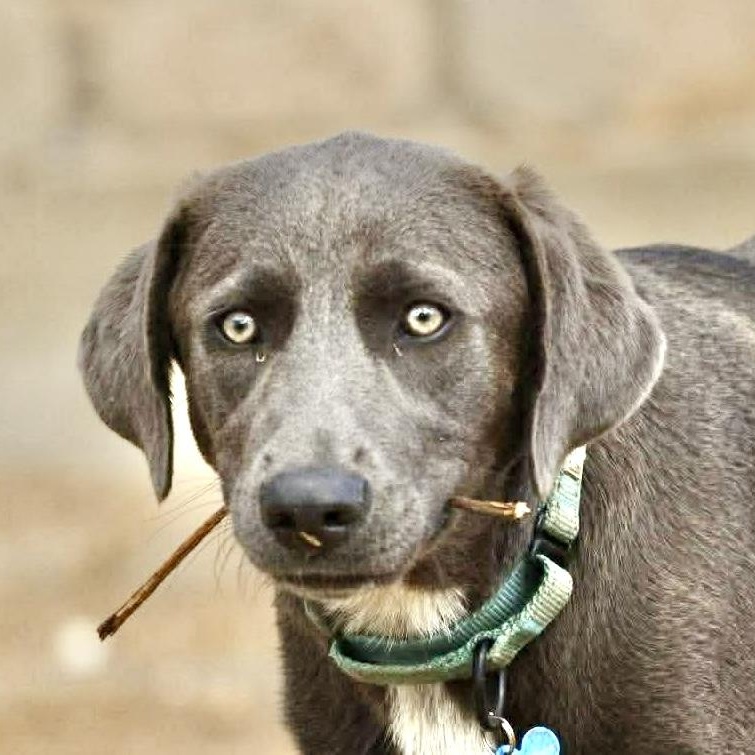 Enlarge Lacey, a Adoptable mixed breed in DeWitt, NY image 2/6