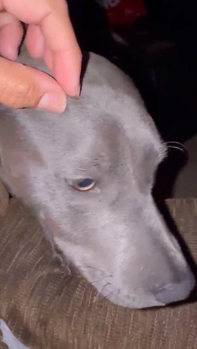 Enlarge Lacey, a Adoptable mixed breed in DeWitt, NY video 3/6