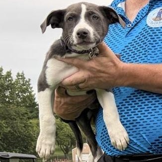 Enlarge Nova, a Adoptable mixed breed in Omaha, NE image 2/5