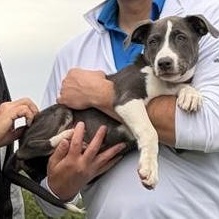 Enlarge Nova, a Adoptable mixed breed in Omaha, NE image 3/5