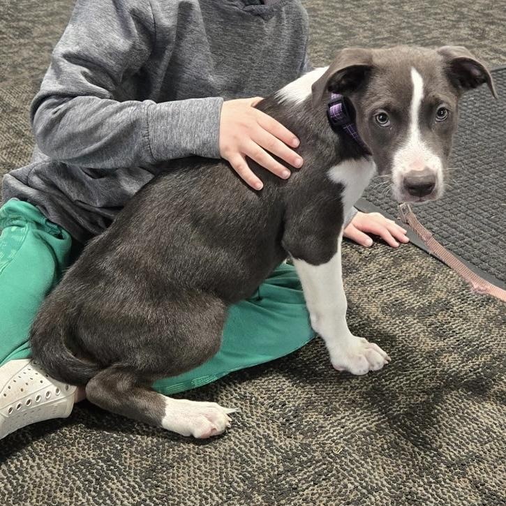Enlarge Nova, a Adoptable mixed breed in Omaha, NE image 4/5
