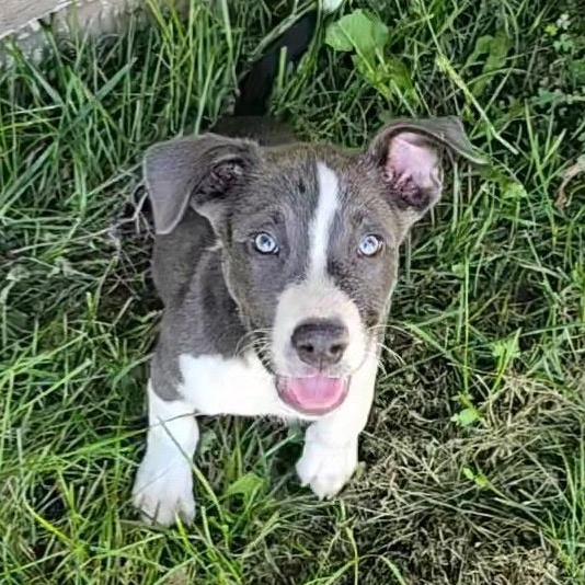 Enlarge Nova, a Adoptable mixed breed in Omaha, NE image 1/5