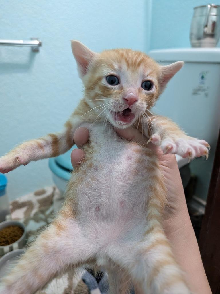 Acanthus, Adoptable, Kitten Male Tabby.