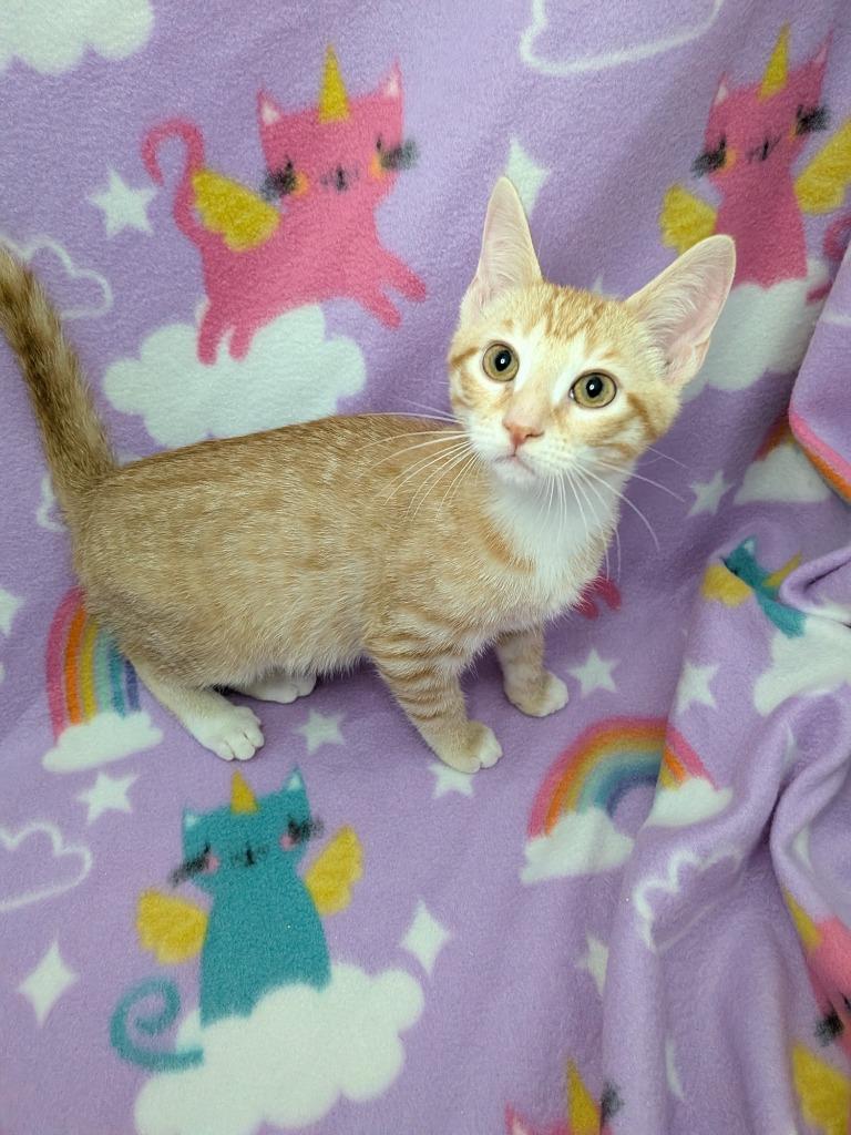 Enlarge Acanthus, a Adoptable Tabby in San Antonio, TX image 2/4