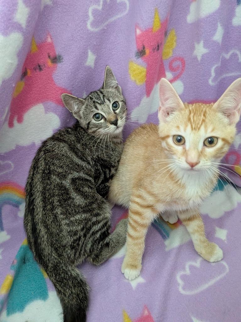 Enlarge Acanthus, a Adoptable Tabby in San Antonio, TX image 3/4