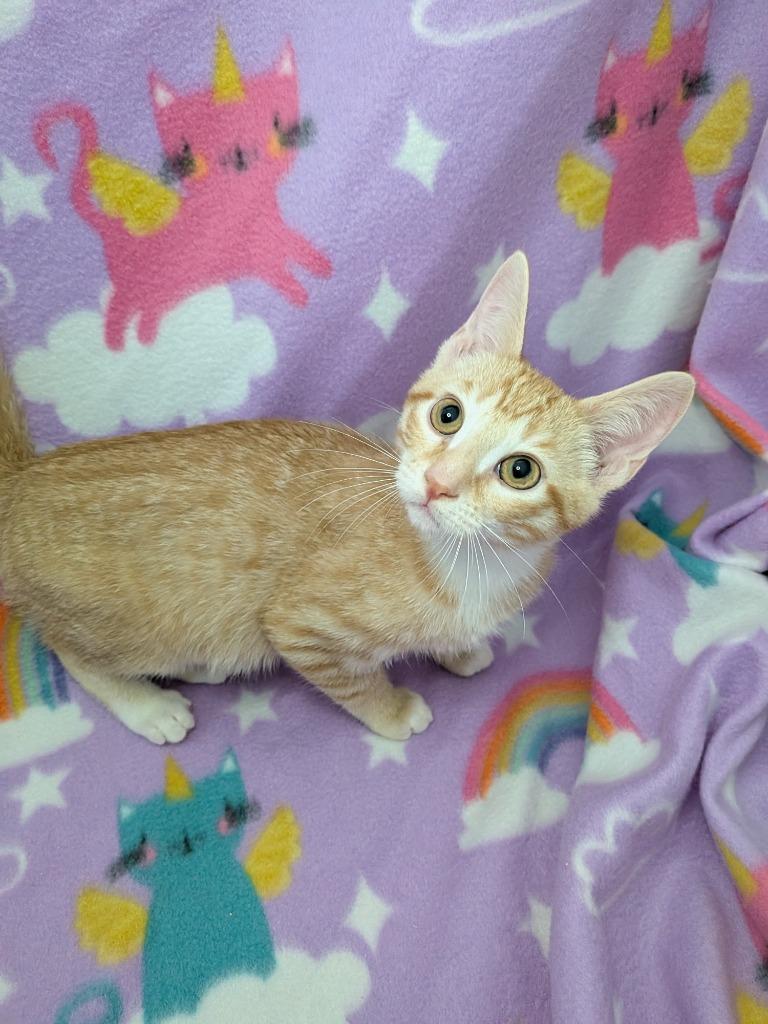 Enlarge Acanthus, a Adoptable Tabby in San Antonio, TX image 4/4