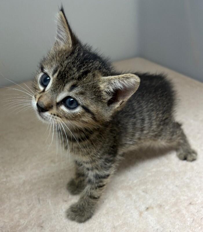 Hope, Adoptable, Young Male Domestic Short Hair.