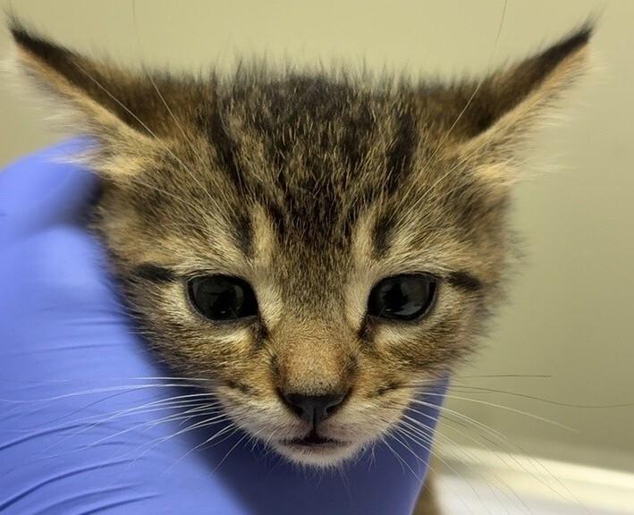 Enlarge Hope, a Adoptable Domestic Short Hair in Katy, TX image 2/4