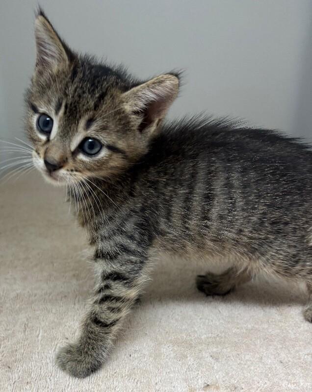 Enlarge Hope, a Adoptable Domestic Short Hair in Katy, TX image 3/4