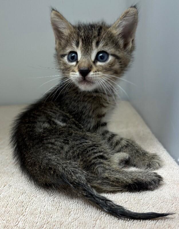 Enlarge Hope, a Adoptable Domestic Short Hair in Katy, TX image 4/4