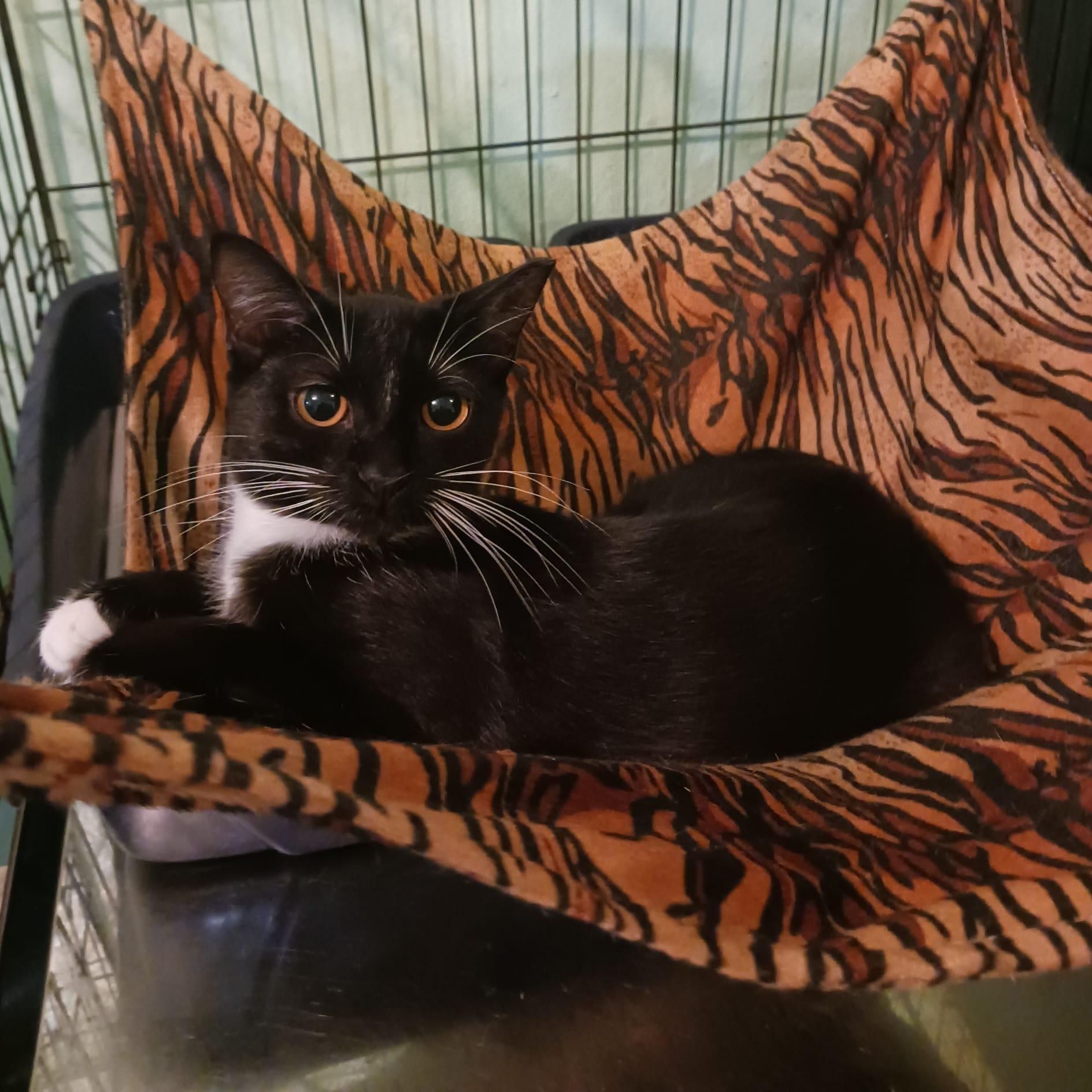Shiraz, Adoptable, Kitten Female Domestic Short Hair.