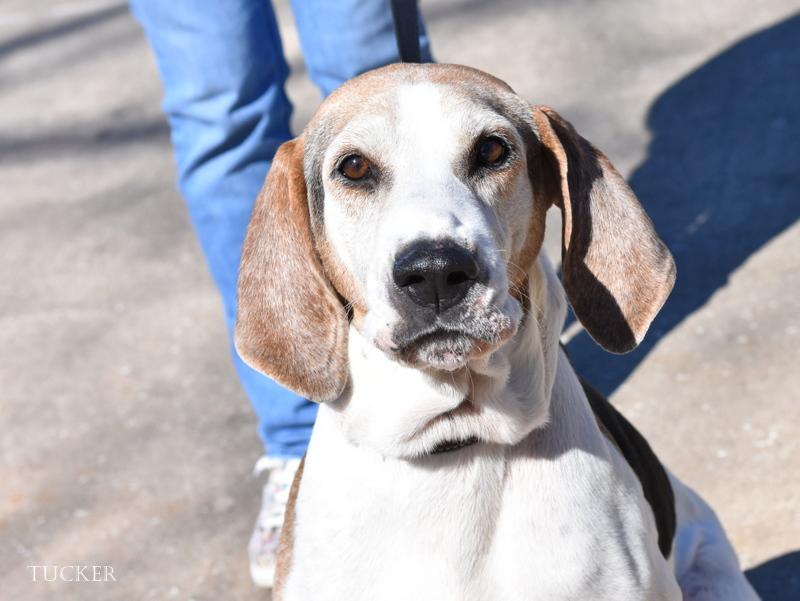 Tucker, Adoptable, Adult Male American Foxhound.