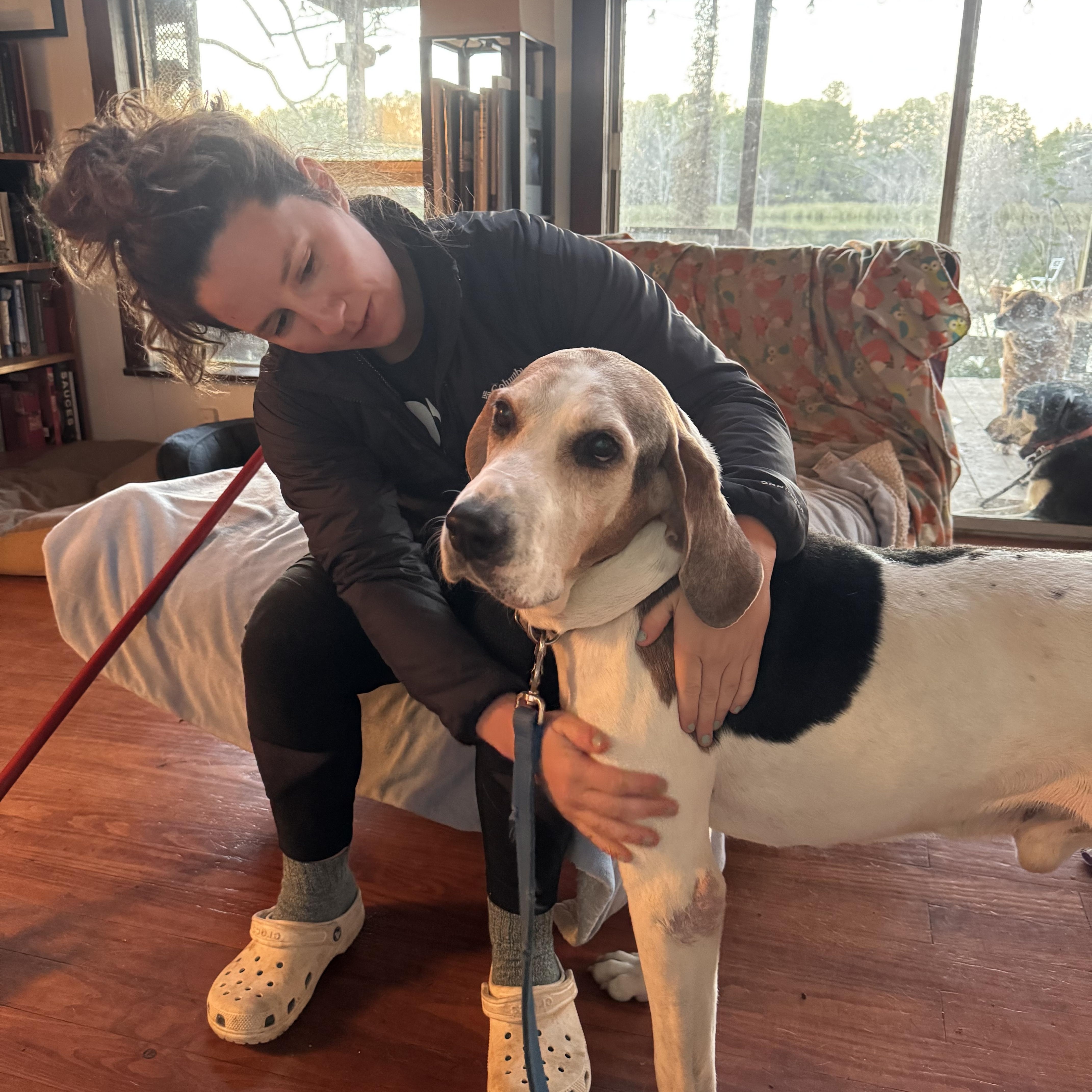 Enlarge Tucker, a Adoptable American Foxhound in Conroe, TX image 2/6