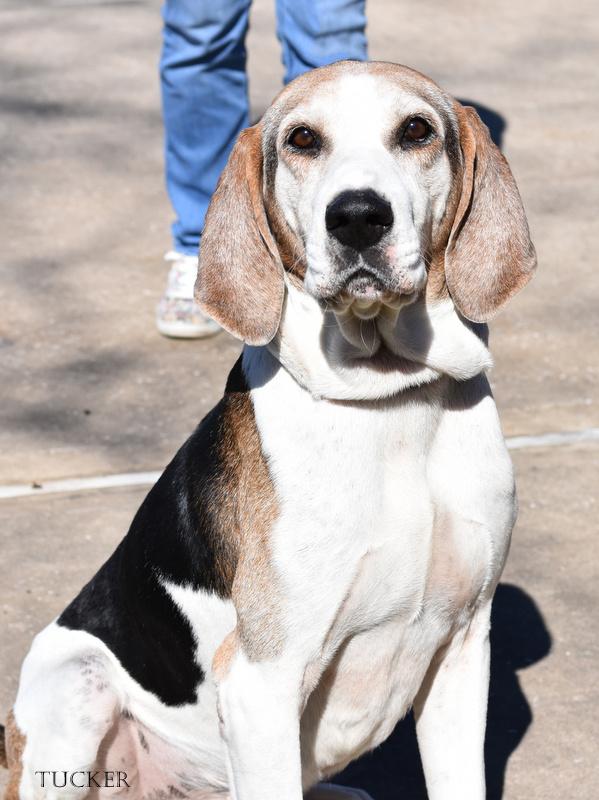 Enlarge Tucker, a Adoptable American Foxhound in Conroe, TX image 5/6