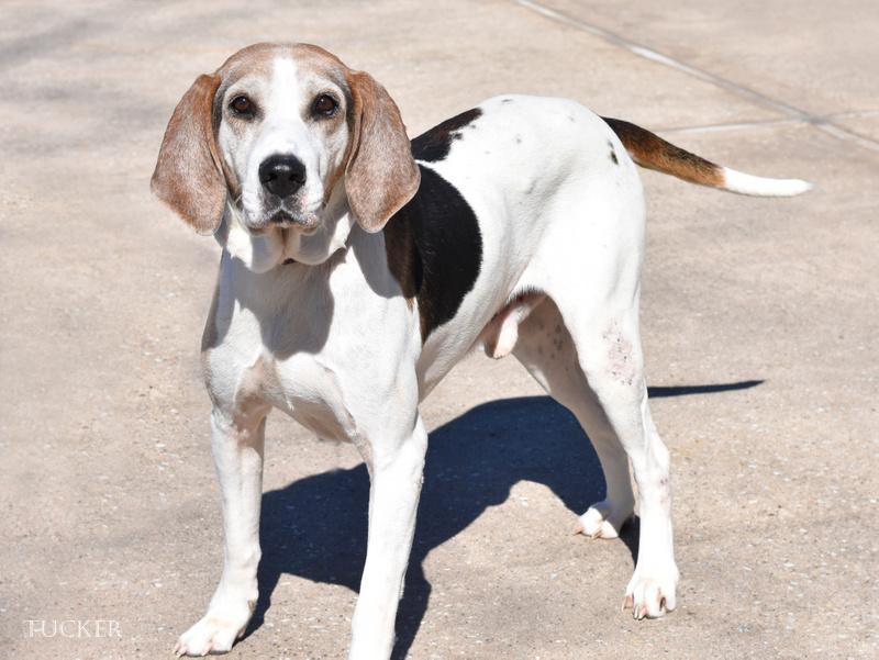 Enlarge Tucker, a Adoptable American Foxhound in Conroe, TX image 4/6