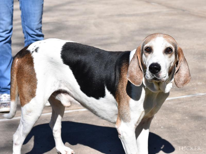Enlarge Tucker, a Adoptable American Foxhound in Conroe, TX image 6/6