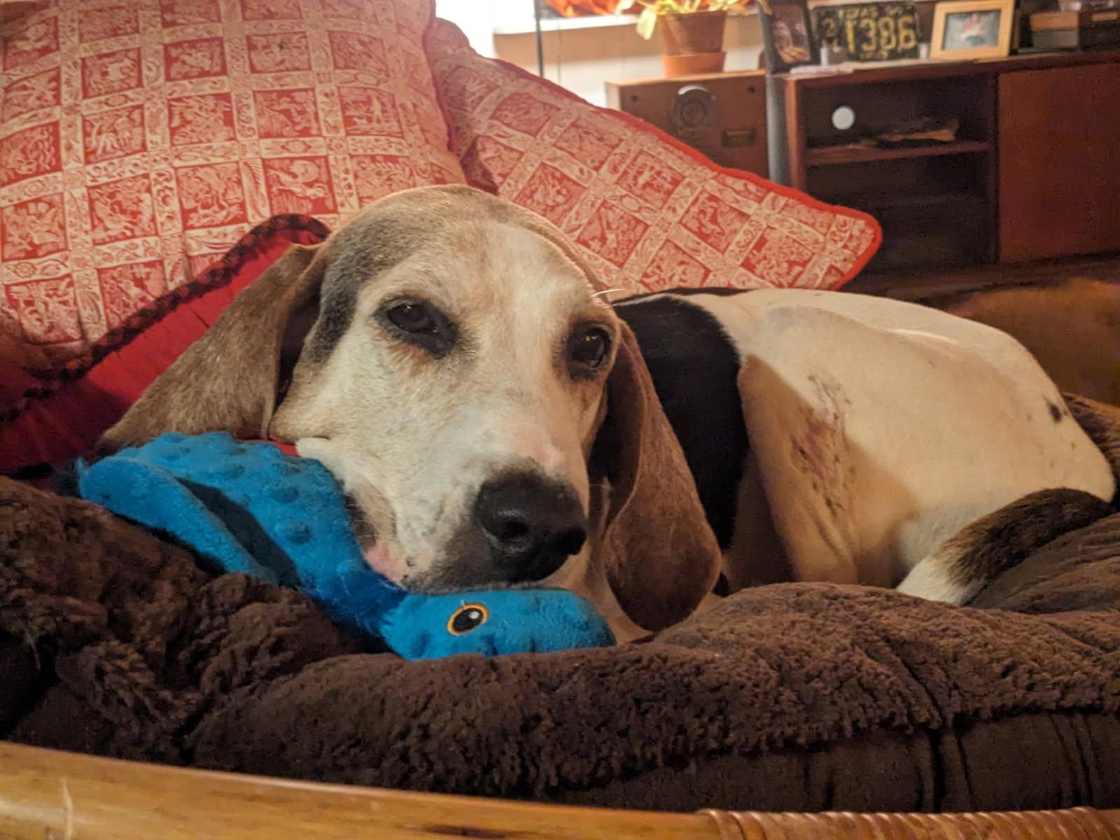 Enlarge Tucker, a Adoptable American Foxhound in Conroe, TX image 3/6