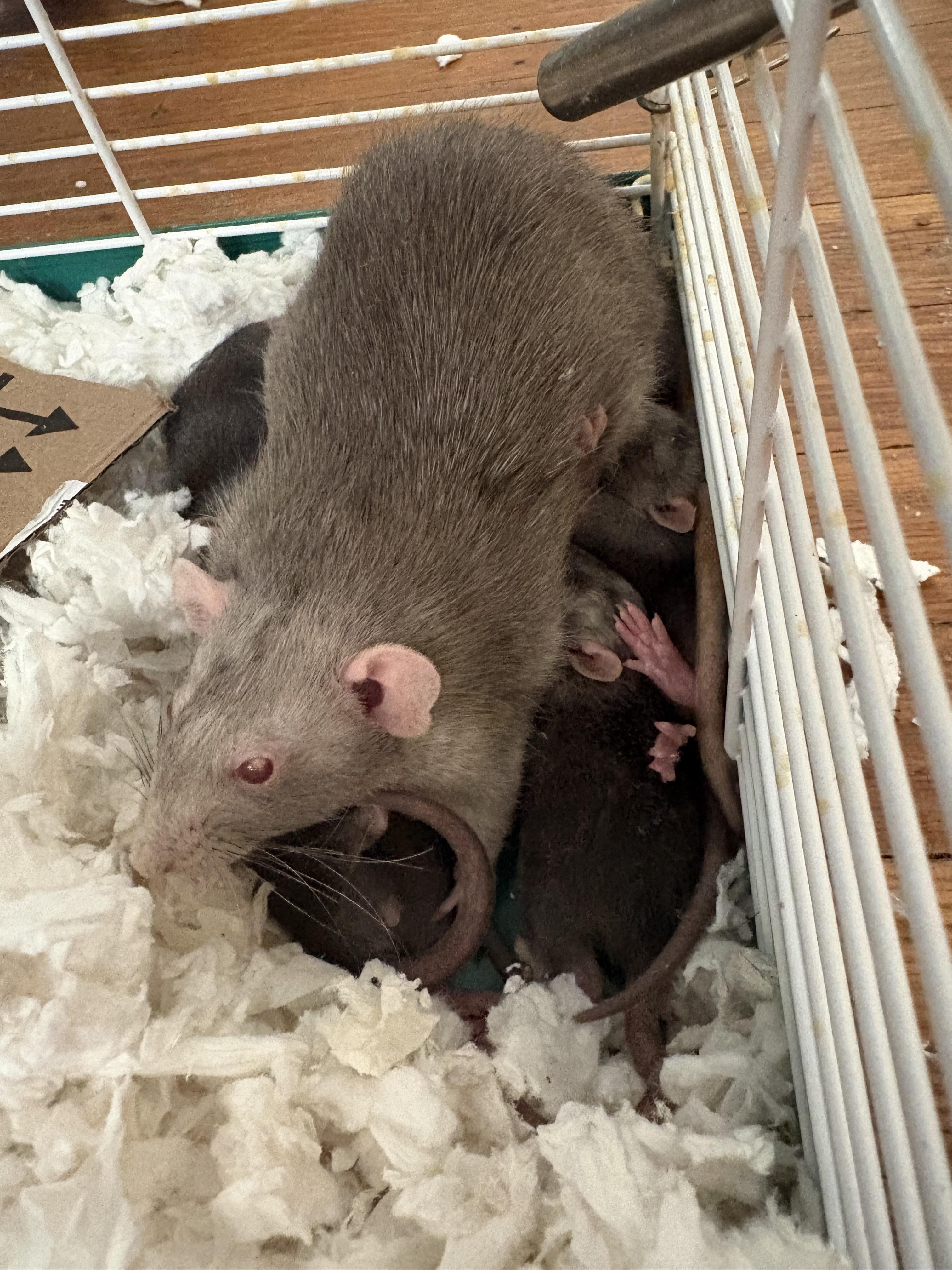 Enlarge 10 DUMBO BABIES!, an adopted Rat in Philadelphia, PA image 5/5