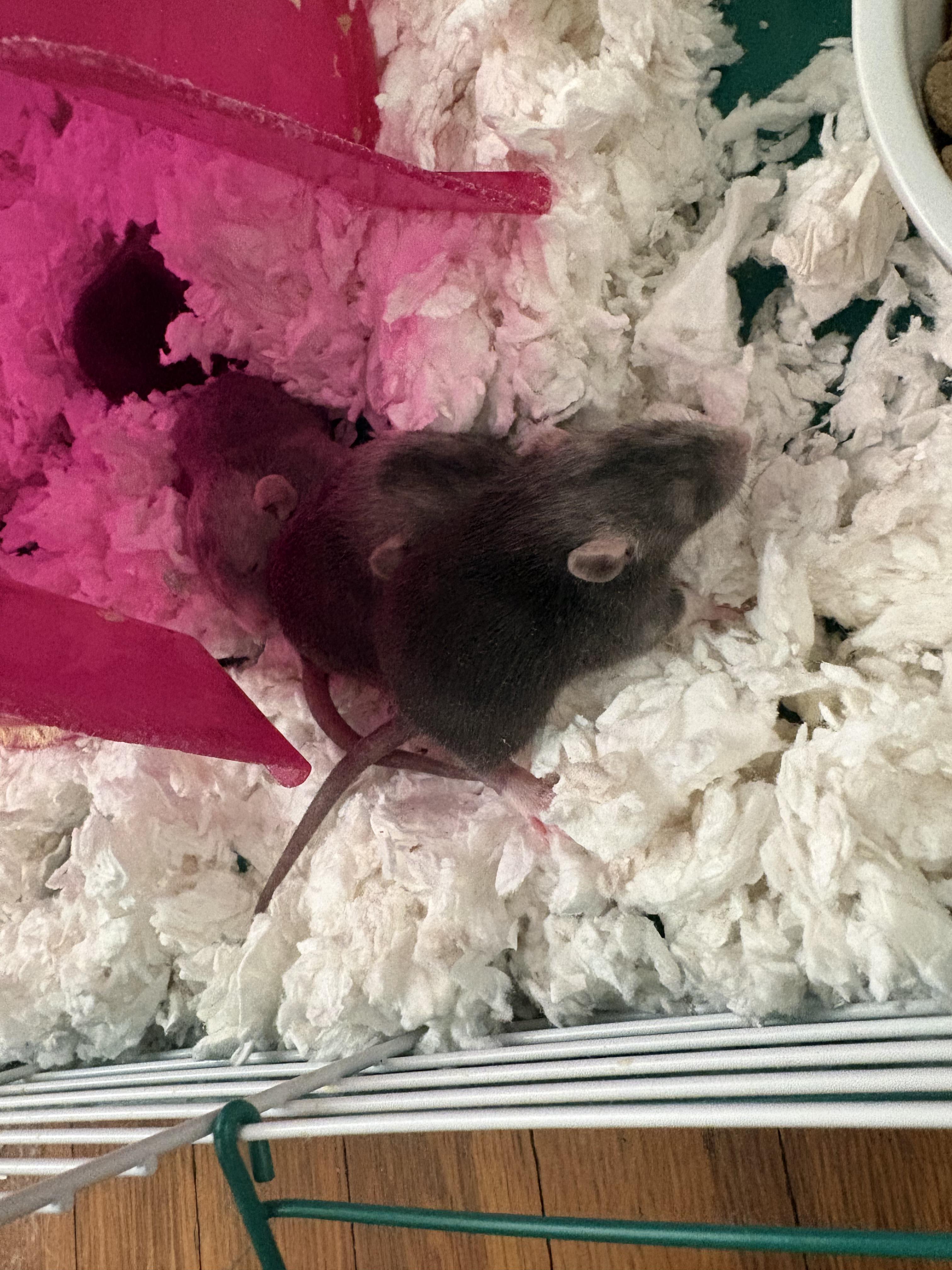 Enlarge 10 DUMBO BABIES!, an adopted Rat in Philadelphia, PA image 1/5