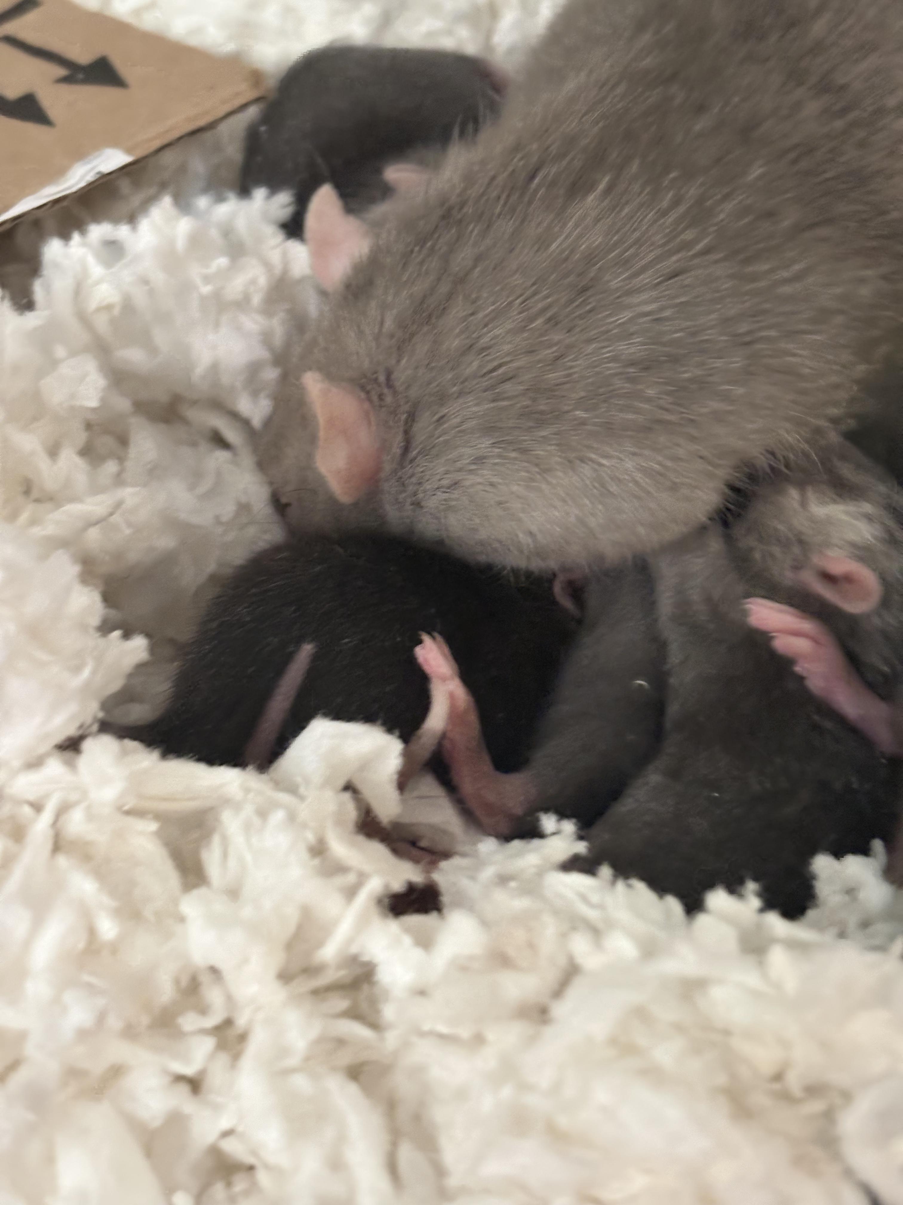 Enlarge 10 DUMBO BABIES!, an adopted Rat in Philadelphia, PA image 4/5