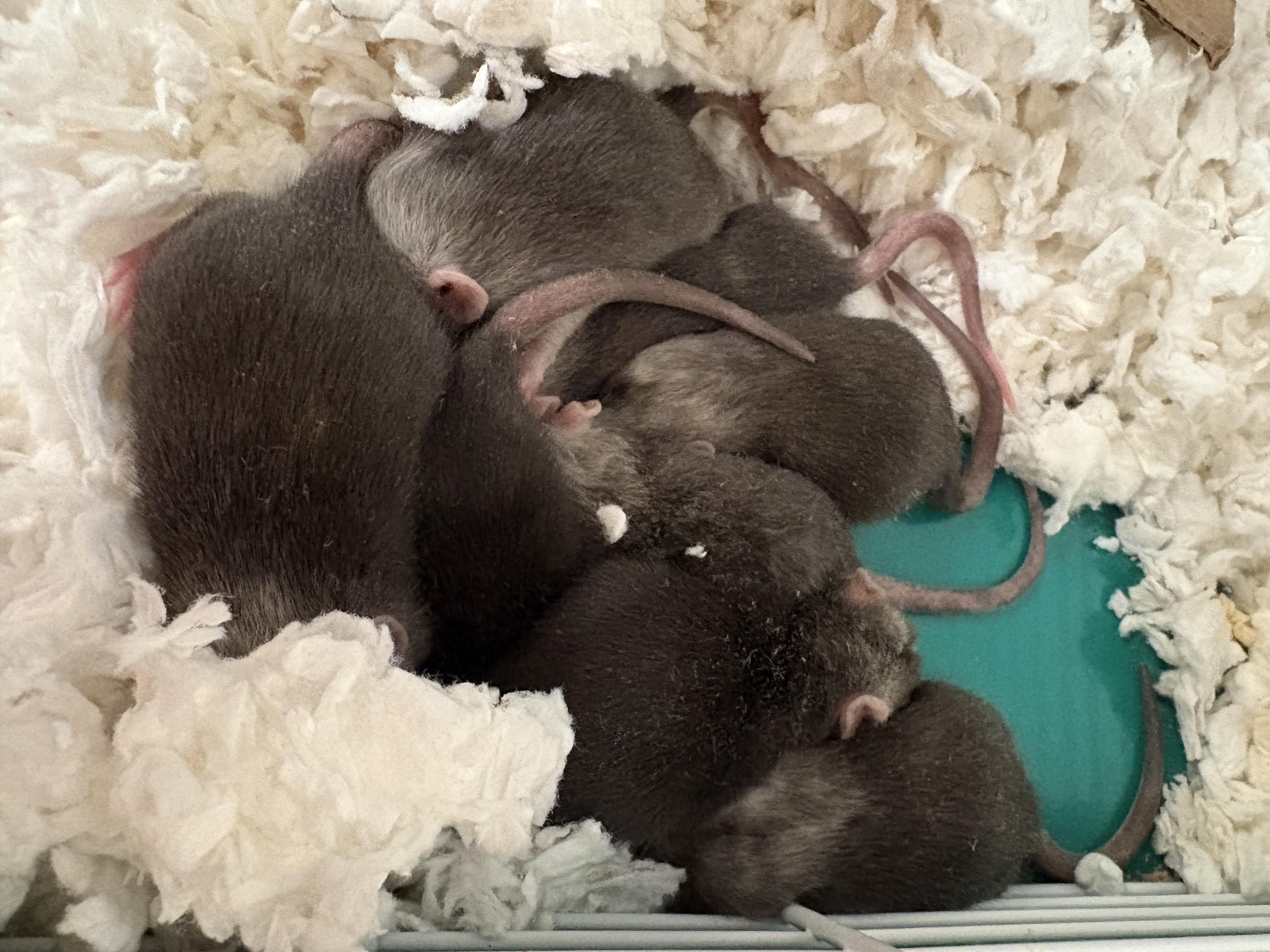 Enlarge 10 DUMBO BABIES!, an adopted Rat in Philadelphia, PA image 2/5