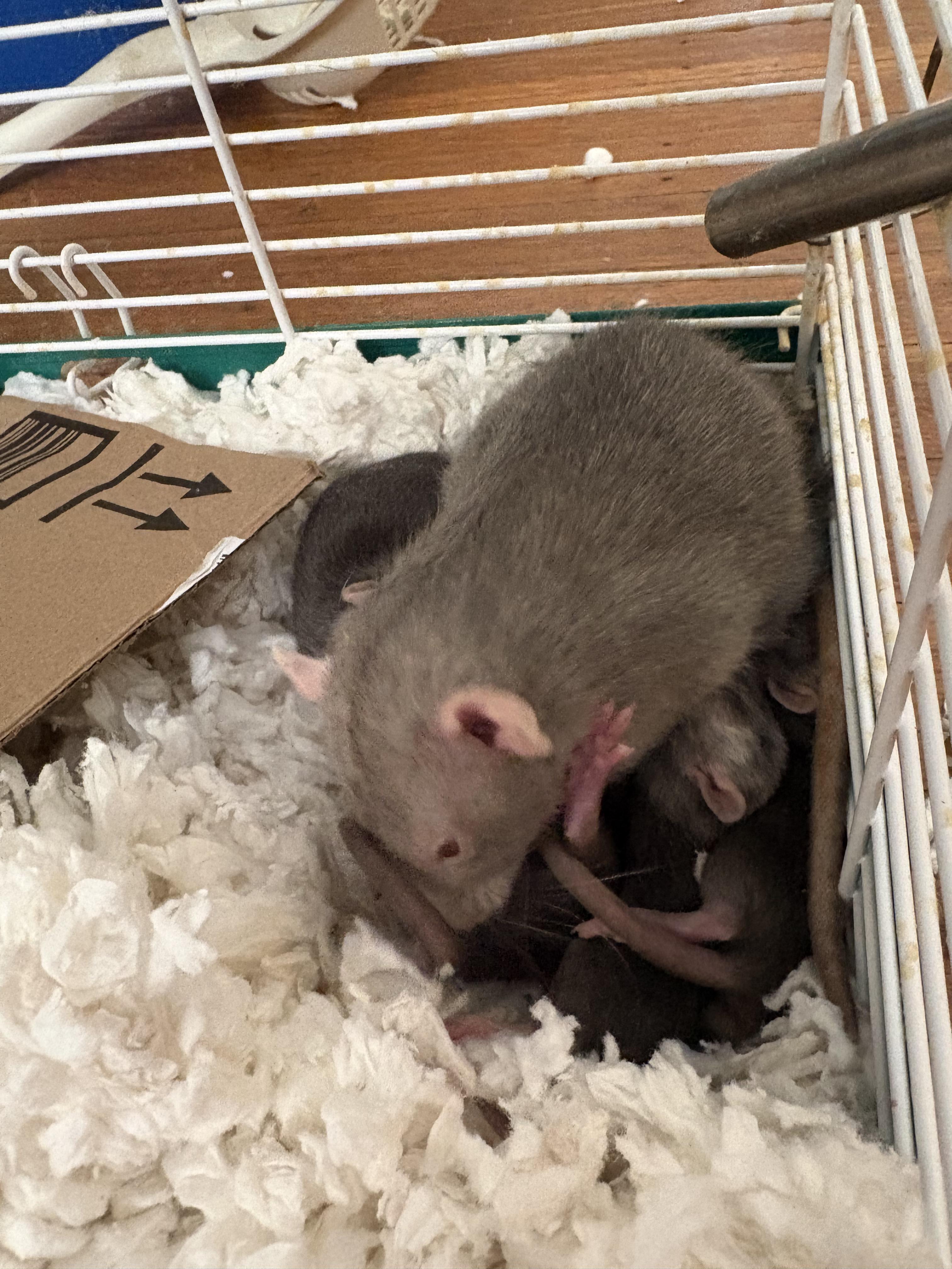 Enlarge 10 DUMBO BABIES!, an adopted Rat in Philadelphia, PA image 3/5