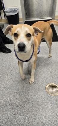 Phil (Buck), Adoptable, Adult Male Labrador Retriever & Mixed Breed.