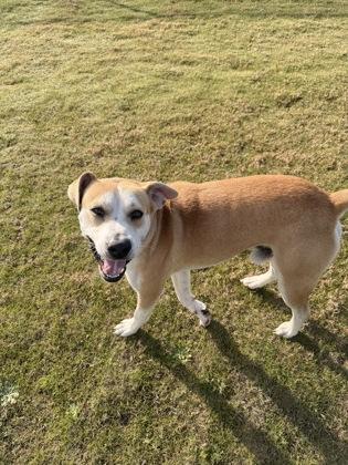 Phil (Buck), a Adoptable mixed breed in Daphne, AL image 2/3