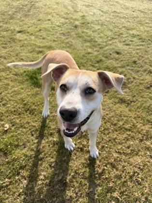 Phil (Buck), a Adoptable mixed breed in Daphne, AL image 3/3