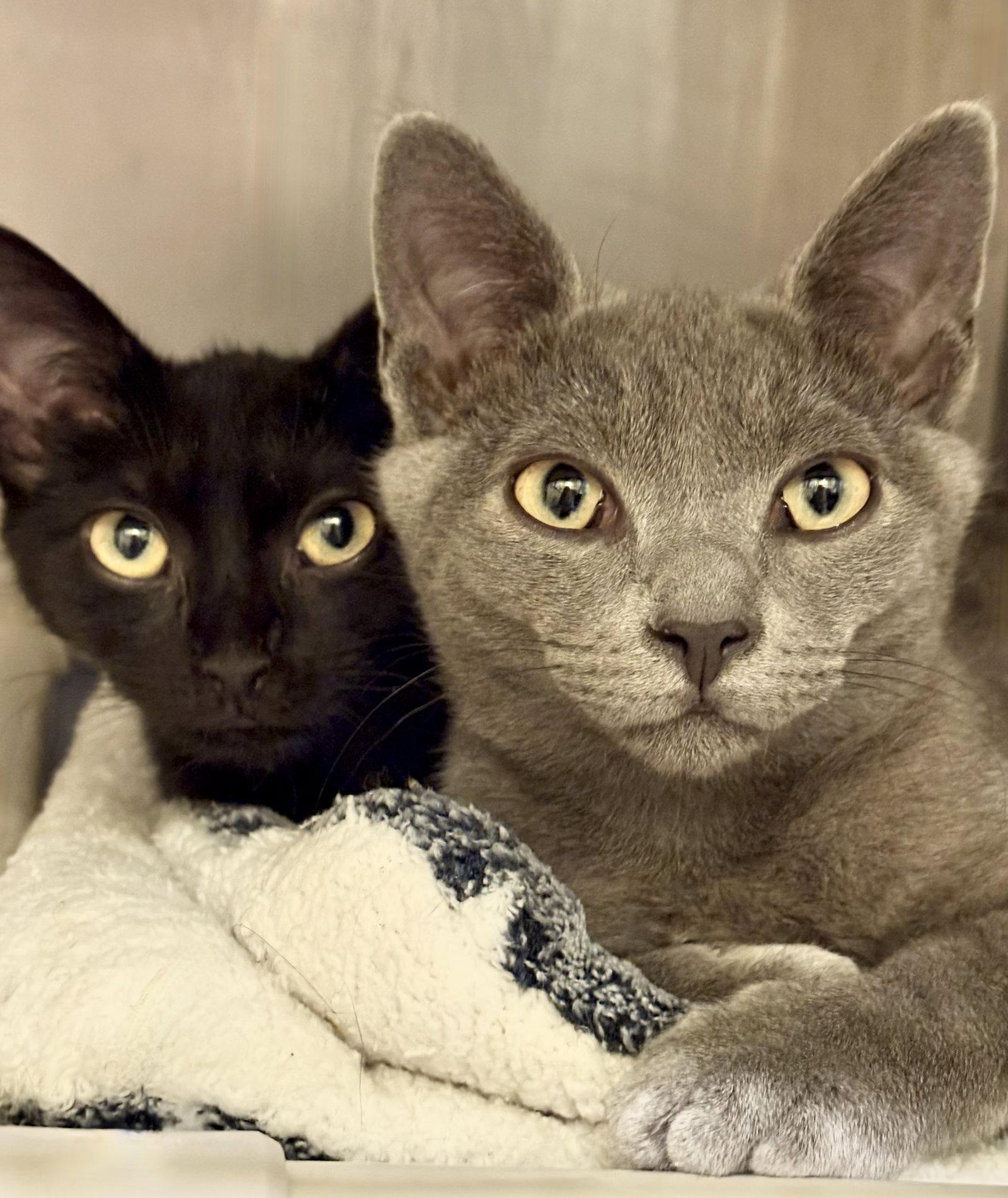 Coco, Adoptable, Young Male Russian Blue.