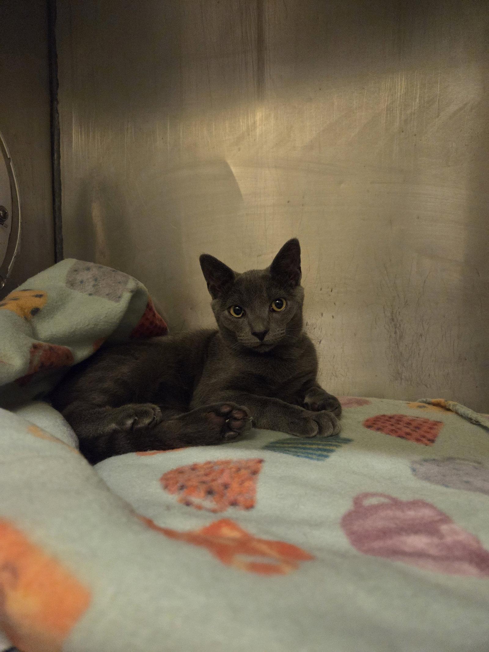 Enlarge Coco, a Adoptable Russian Blue in Flint Hill, VA image 3/3