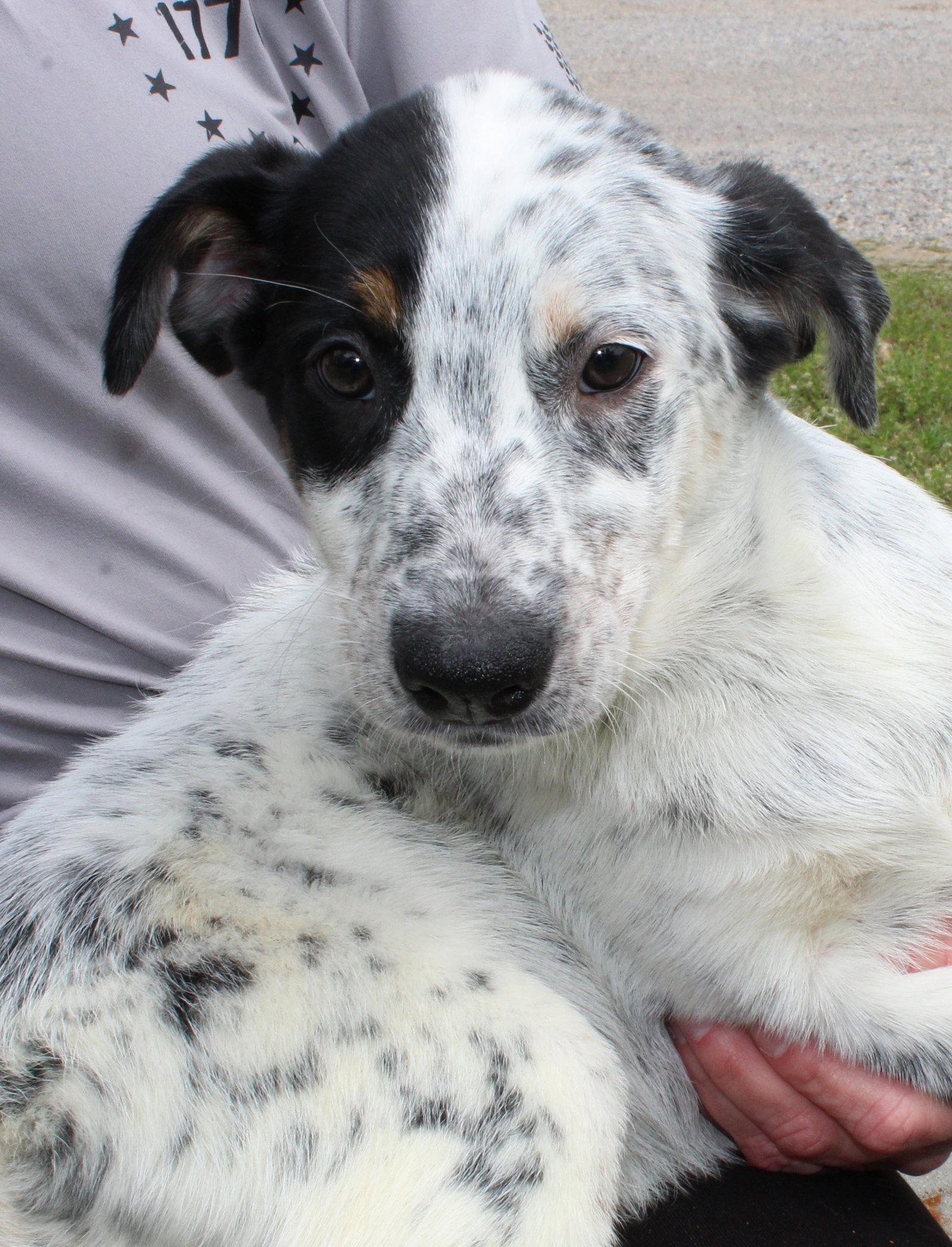 Morgan 43400, Adoptable, Puppy Female Australian Cattle Dog / Blue Heeler.