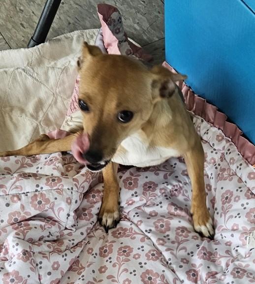 Josie, a Adoptable Chiweenie in Longview, WA image 3/3