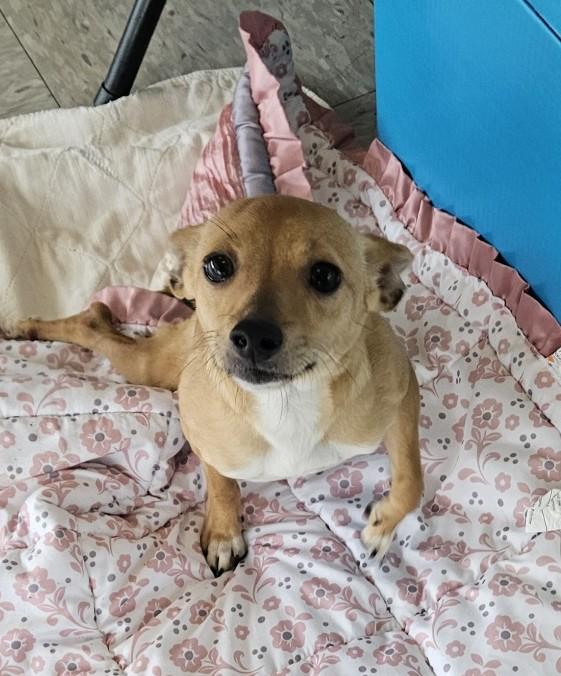 Josie, a Adoptable Chiweenie in Longview, WA image 1/3