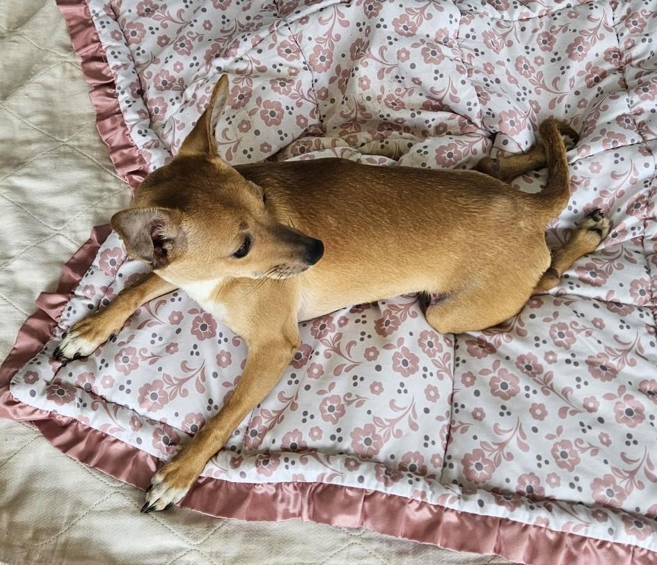 Josie, a Adoptable Chiweenie in Longview, WA image 2/3
