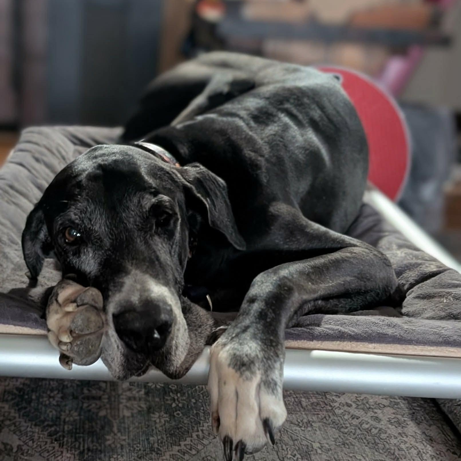 Enlarge Drew, an adopted Great Dane in Omaha, NE image 2/3