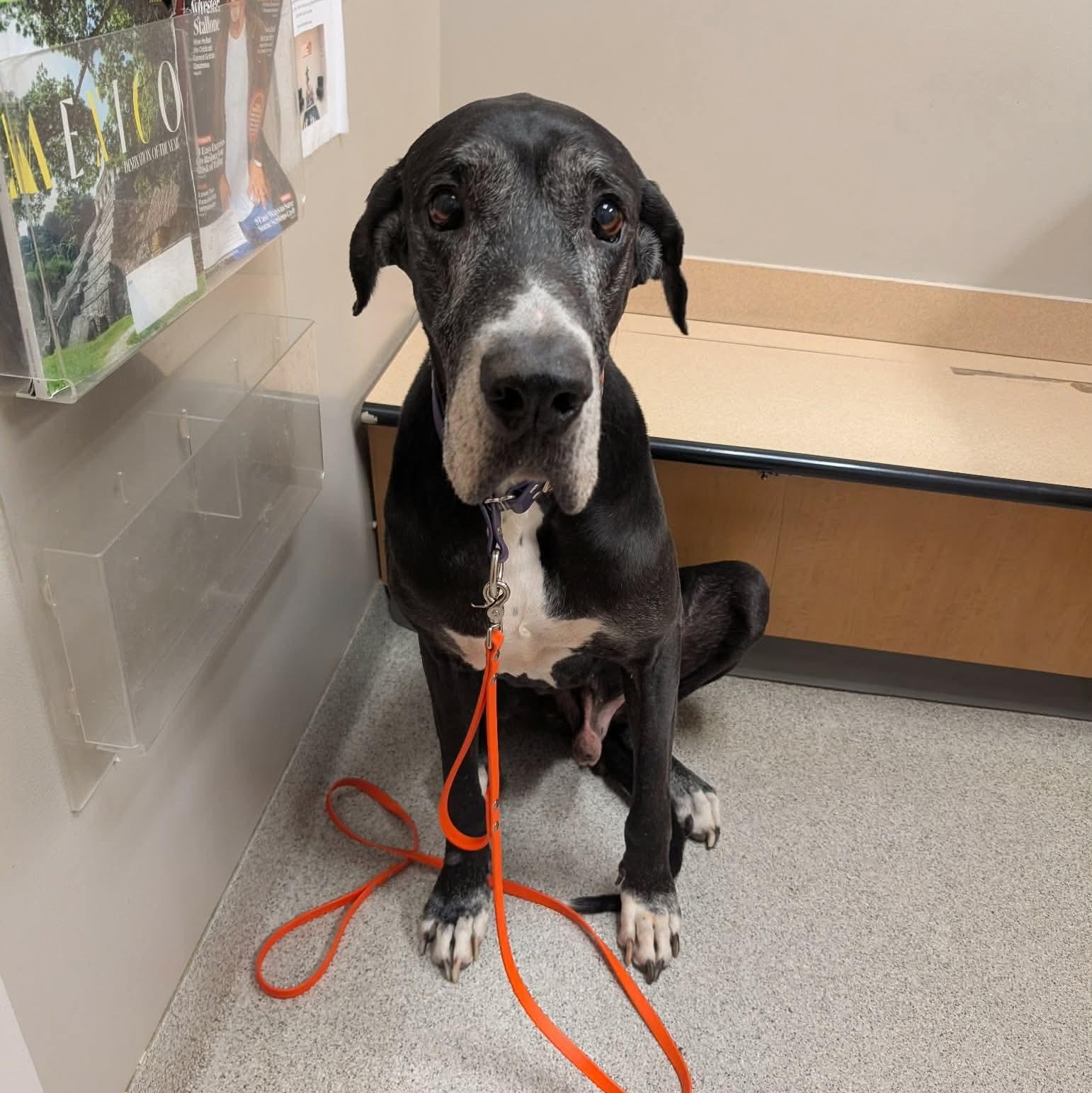 Enlarge Drew, an adopted Great Dane in Omaha, NE image 3/3