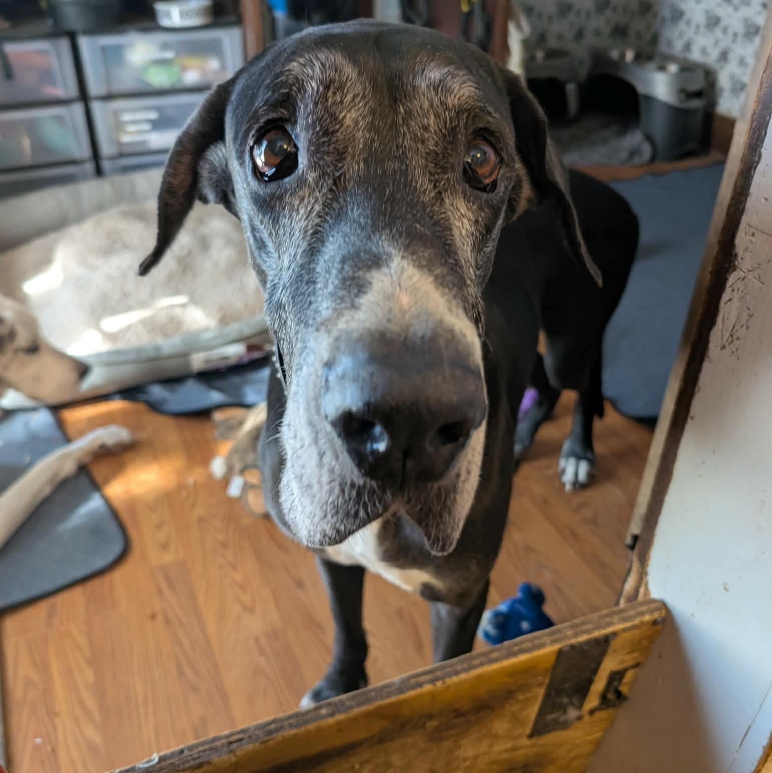 Drew, adopted, Senior Male Great Dane.