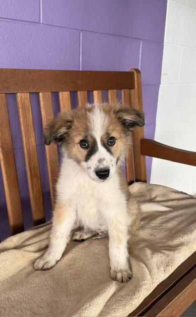 **KOBE**, Adoptable, Puppy Male Australian Shepherd & Great Pyrenees.