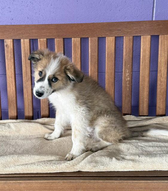 Enlarge **KOBE**, a Adoptable mixed breed in North Prairie, WI image 2/2
