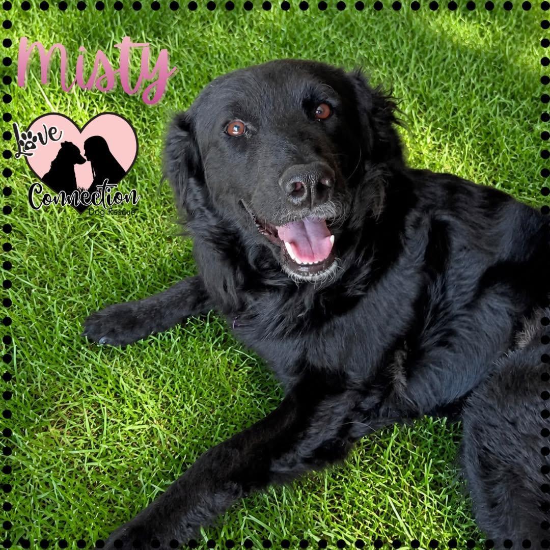 Enlarge Misty, an adopted mixed breed in Gilbert, AZ image 1/1
