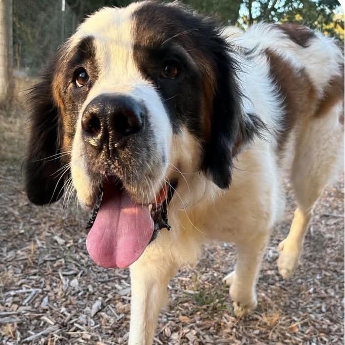 Farley, adopted, Adult Male Saint Bernard.