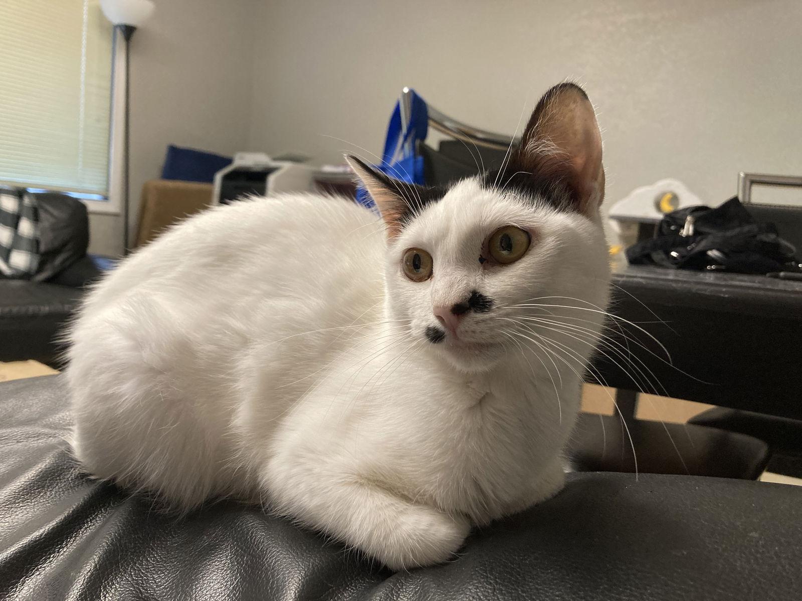 Enlarge Scary Spice, a Adoptable Domestic Short Hair in Kansas City, MO image 1/2