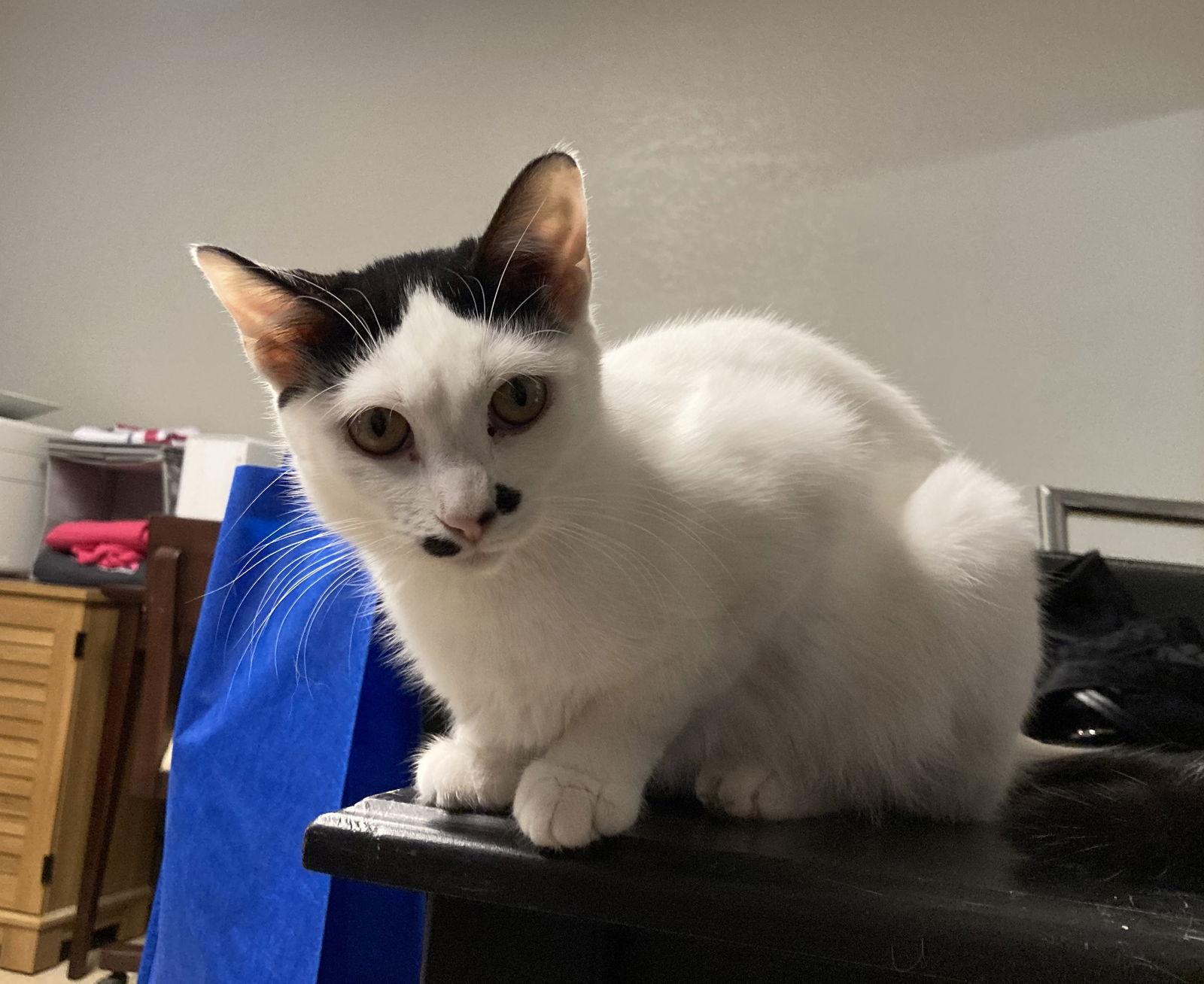 Enlarge Scary Spice, a Adoptable Domestic Short Hair in Kansas City, MO image 2/2