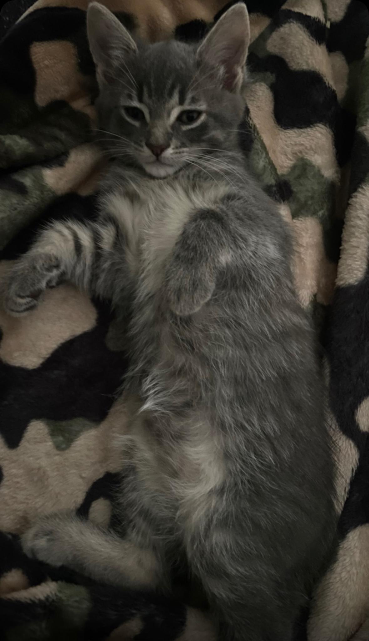 Enlarge Prince- Kitten, a Adoptable American Shorthair in Grand Rapids, MI image 3/3